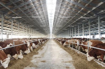 Lumina corectă din hambar este o garanție pentru sănătatea animalelor, unitatea de muls Miass