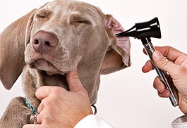 Curățați corect urechile animalelor preferate!