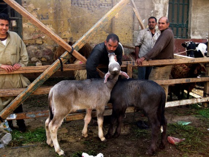 Sărbătoarea Eid al-Adha în Egipt - fotografie, sărbătoare în Egipt