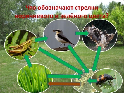 Prezentarea despre viața ecosistemului biosferei și ecosistemului Tema 10 Sistemul ecologic Capitolul 3