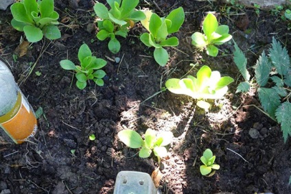 Primula - plantarea și îngrijirea în sol deschis în primăvara anului, video