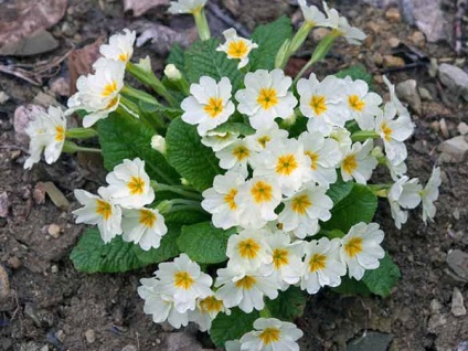 Primula - ültetés és gondozás nyílt földre Szibériában a tavasz, videó