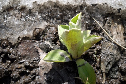 Primula - plantarea și îngrijirea în sol deschis în primăvara anului, video