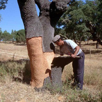 Cork pentru istoria vinului de caracteristicile de nastere si de productie