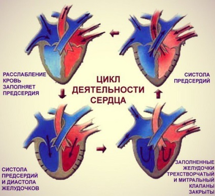 Lucrarea inimii și a vaselor de sânge, fazele ciclului cardiac (partea 1)