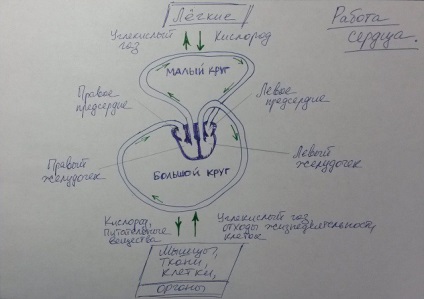 Lucrarea inimii și a vaselor de sânge, fazele ciclului cardiac (partea 1)