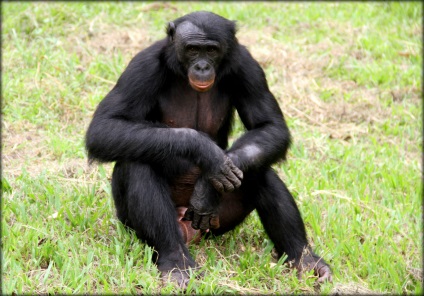 Paradisul pentru bonobi sau maimuțele cele mai iubitoare (lola-i-bonobo, dr congo)