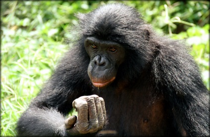 Paradicsom bonobók vagy legszeretetteljesebb majom (Lola-I-Bonobo, Kongói Demokratikus Köztársaság)