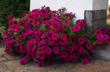 Speciile Petunia sunt cele mai bune soiuri pentru grădina dvs. cu descriere și fotografie