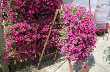 Speciile Petunia sunt cele mai bune soiuri pentru grădina dvs. cu descriere și fotografie