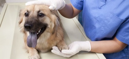 Ruptura ligamentului cruciat la câini - clinica veterinară blog - belant