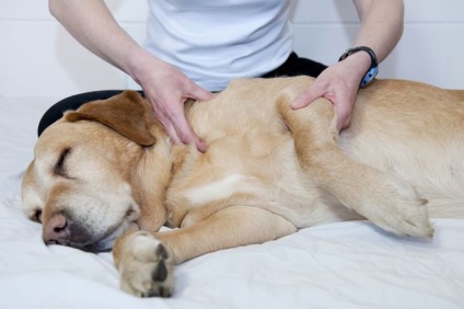 Ruptura ligamentului cruciat la câini - clinica veterinară blog - belant