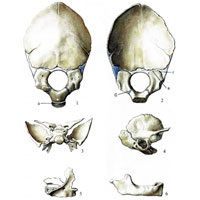 Dezvoltarea și caracteristicile de vârstă ale oaselor craniului