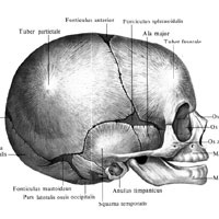 Dezvoltarea și caracteristicile de vârstă ale oaselor craniului
