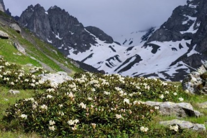 Rhododendron proprietăți medicinale caucazian și contraindicații, fotografii și cum să bea