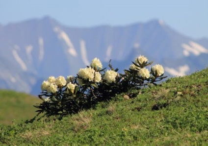 Rhododendron proprietăți medicinale caucazian și contraindicații, fotografii și cum să bea