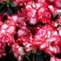 Îndepărtarea și îngrijirea rhododendronului, arbuști
