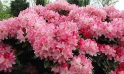 Îndepărtarea și îngrijirea rhododendronului, arbuști