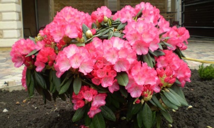 Rhododendron ültetése és gondozása, bokrok