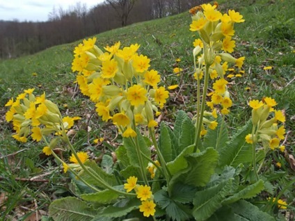 Primrosea de grădină