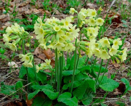 Primrosea de grădină