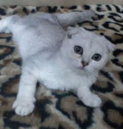 Cele mai populare rase de pisici din Kazahstan