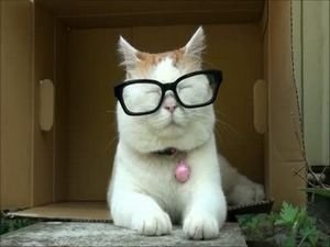 Șapte pisici cu diplome, fotografii cognitive și interesante, fotografii amuzante