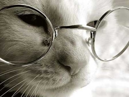 Hét macskák oklevelek, informatív és érdekes képek vicces képek