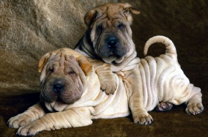 Sharpei - caracteristicile rasei, fotografie, video