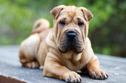 Sharpei - caracteristicile rasei, fotografie, video