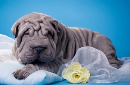 Sharpei - caracteristicile rasei, fotografie, video