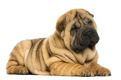 Sharpei - caracteristicile rasei, fotografie, video