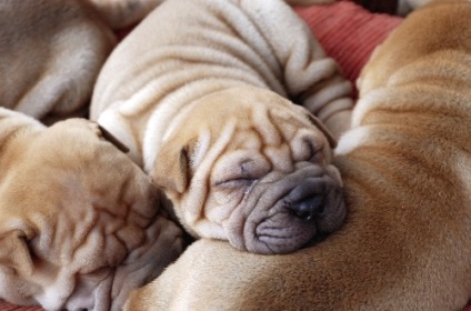 Sharpei - caracteristicile rasei, fotografie, video