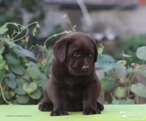 Щеня не дає спати вночі, мій щеня