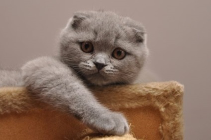 Scottish Fold Kittens - Natura și îngrijire