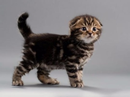Scottish Fold Kittens - Natura și îngrijire