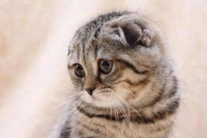 Scottish Fold Kittens - Natura și îngrijire