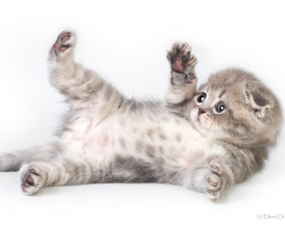 Scottish Fold Kittens - Natura și îngrijire