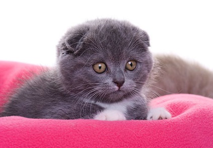 Scottish Fold Kittens - Natura și îngrijire