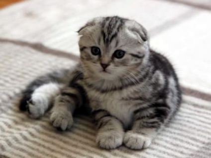 Scottish Fold Kittens - Natura și îngrijire