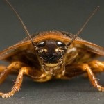 Cât de mulți gândaci trăiesc fără hrană, apă și cap
