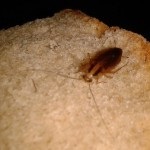Cât de mulți gândaci trăiesc fără hrană, apă și cap