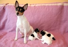 Un câine de rasă americană care fox terrier cu descrierea și o fotografie, prețurile pentru cățeluși în pepiniere