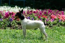 Un câine de rasă americană care fox terrier cu descrierea și o fotografie, prețurile pentru cățeluși în pepiniere