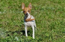 Un câine de rasă americană care fox terrier cu descrierea și o fotografie, prețurile pentru cățeluși în pepiniere