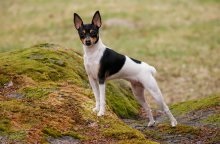 Un câine de rasă americană care fox terrier cu descrierea și o fotografie, prețurile pentru cățeluși în pepiniere