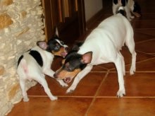 Un câine de rasă americană care fox terrier cu descrierea și o fotografie, prețurile pentru cățeluși în pepiniere