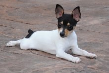 Un câine de rasă americană care fox terrier cu descrierea și o fotografie, prețurile pentru cățeluși în pepiniere