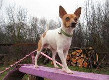 Un câine de rasă americană care fox terrier cu descrierea și o fotografie, prețurile pentru cățeluși în pepiniere