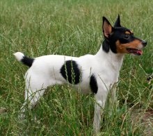 Un câine de rasă americană care fox terrier cu descrierea și o fotografie, prețurile pentru cățeluși în pepiniere